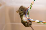 muizen kunnen aan kabels knagen